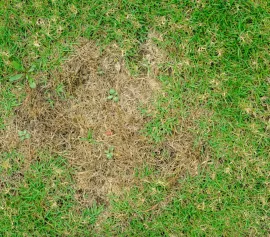 Patchy brown dead grass in a green lawn, with a small bare spot in the center.