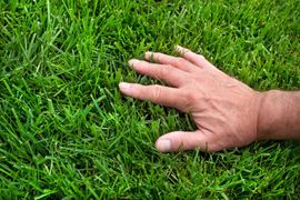 Hand touching lush green grass