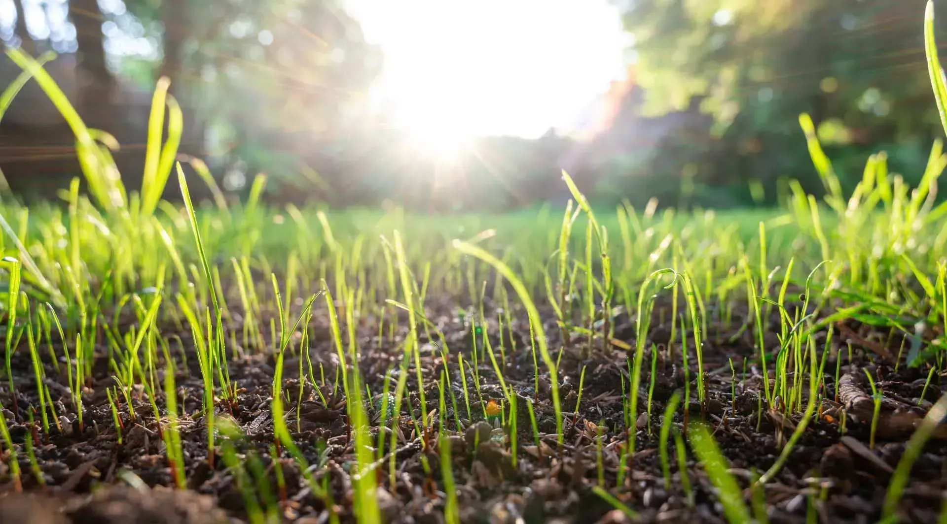 Sunlit green grass sprouts in a garden bed with a bright blurred sunrise in the background