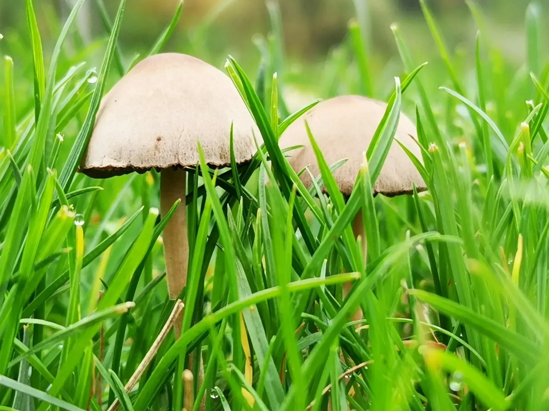 Two mushrooms with beige caps growing among tall green grass