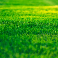 Close-up of lush green grass with a blurred field in the background