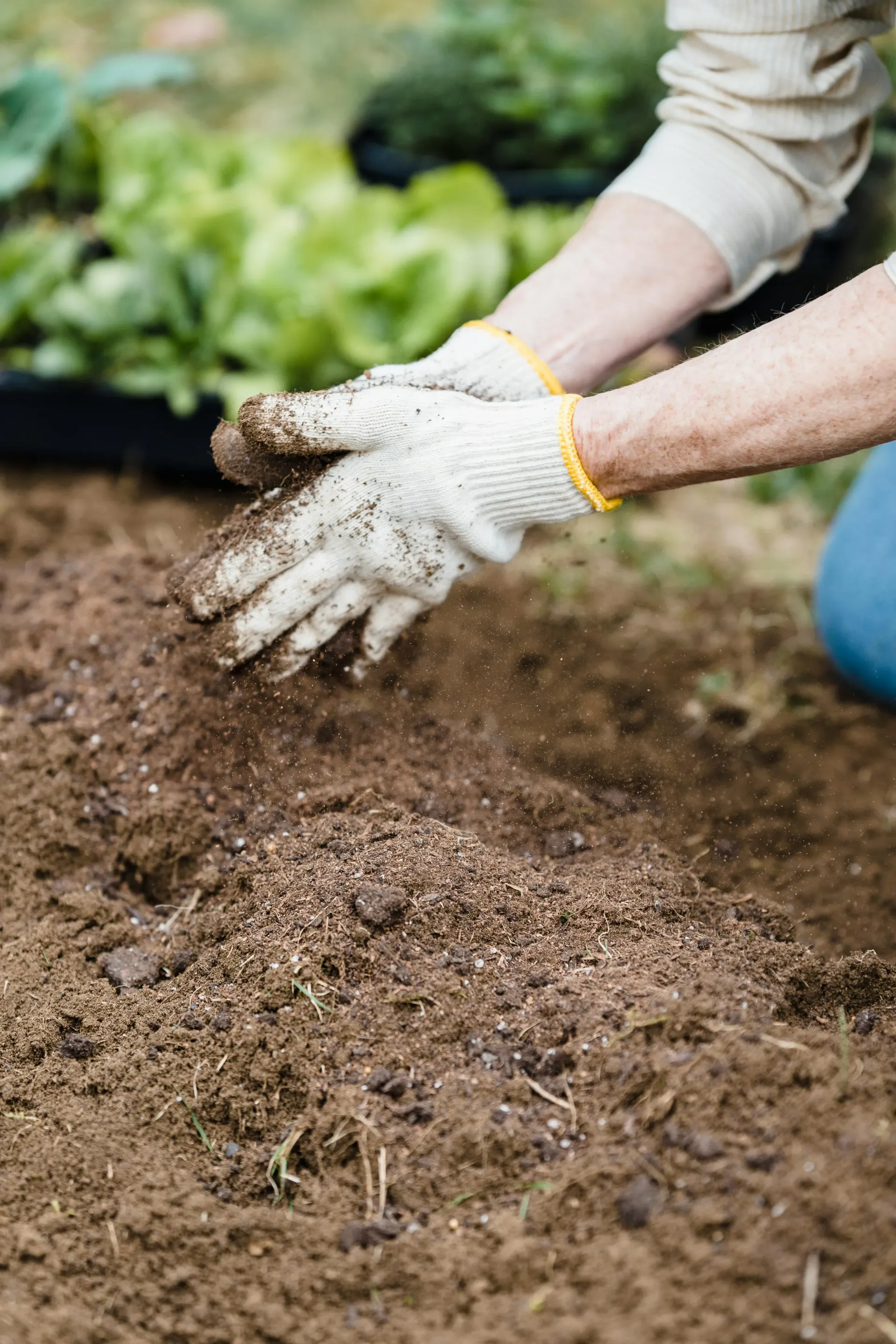 Gloved hands planting seeds in freshly tilled soil outdoors