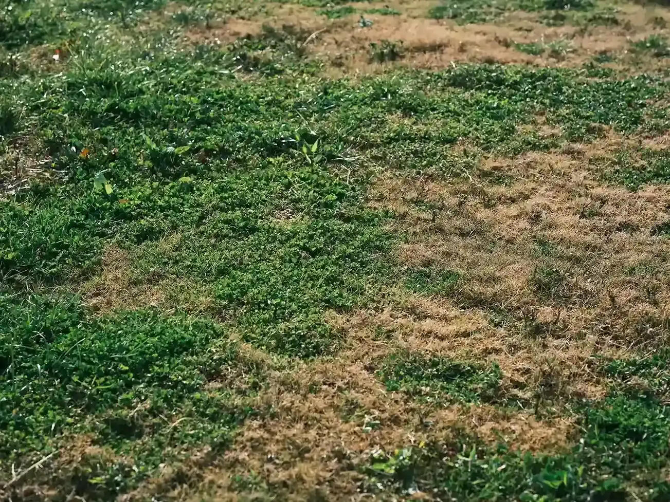 A hand digs in dark soil in a garden, with green plants blurred in the foreground.
