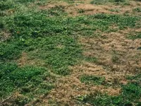 A hand digs in dark soil in a garden, with green plants blurred in the foreground.