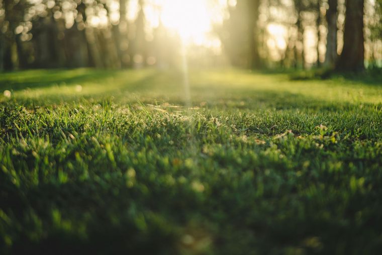 Sunlit green grass with trees softly blurred in the background