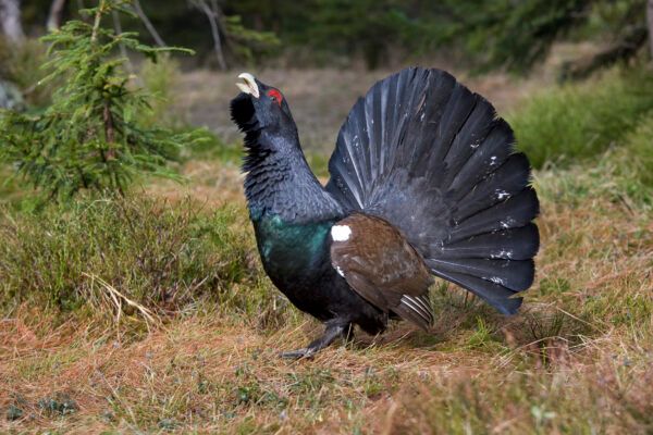 Ein Vogel steht mit ausgebreiteten Federn im Gras.