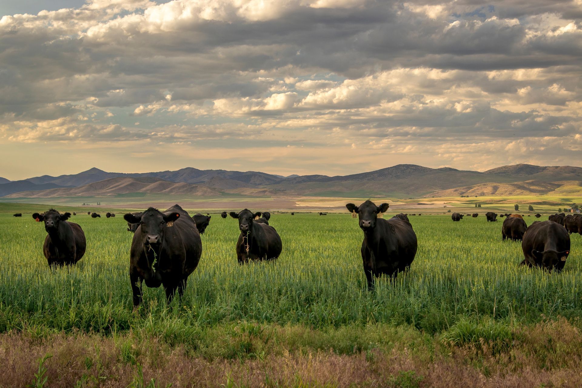 Black cows standing in a green pasture with mountains and cloudy sky in the background