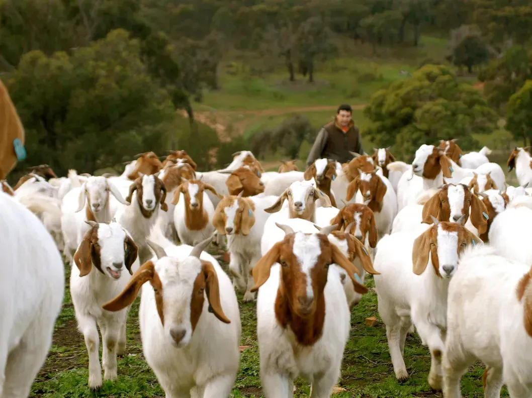 A herd of white and brown goats moves through a grassy, wooded field towards the viewer, followed by a person.