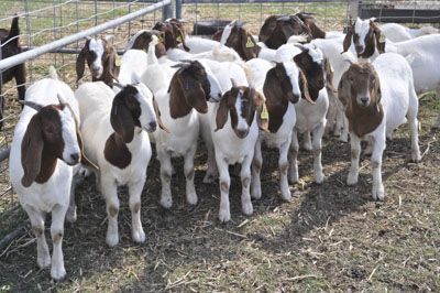 A group of Boer goats with white bodies and brown heads stands together in a fenced dirt pen.