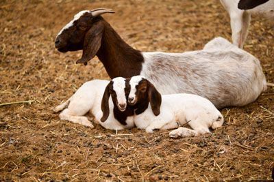 Breeding stock