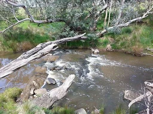 A narrow, brown stream flows over rocks, framed by green grasses and overhanging, gnarled tree branches.