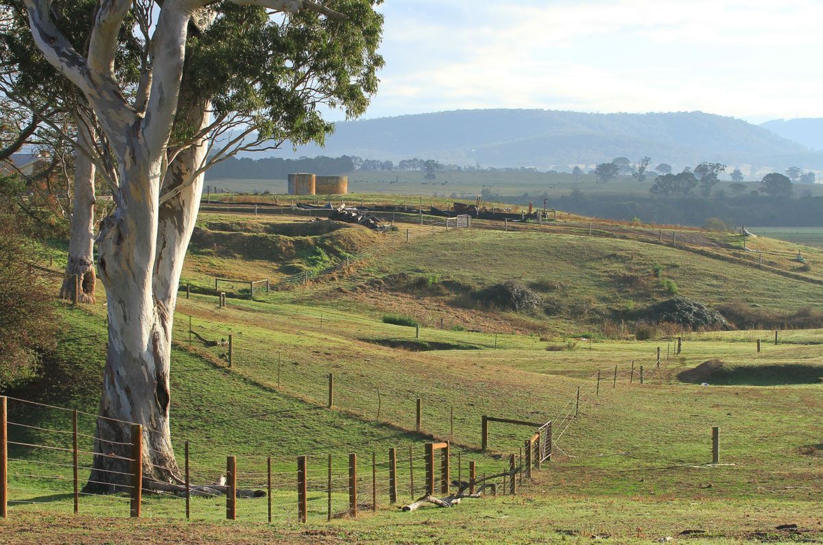 A large eucalyptus tree stands beside a wire fence in a rolling, grassy pasture under a soft morning sky.
