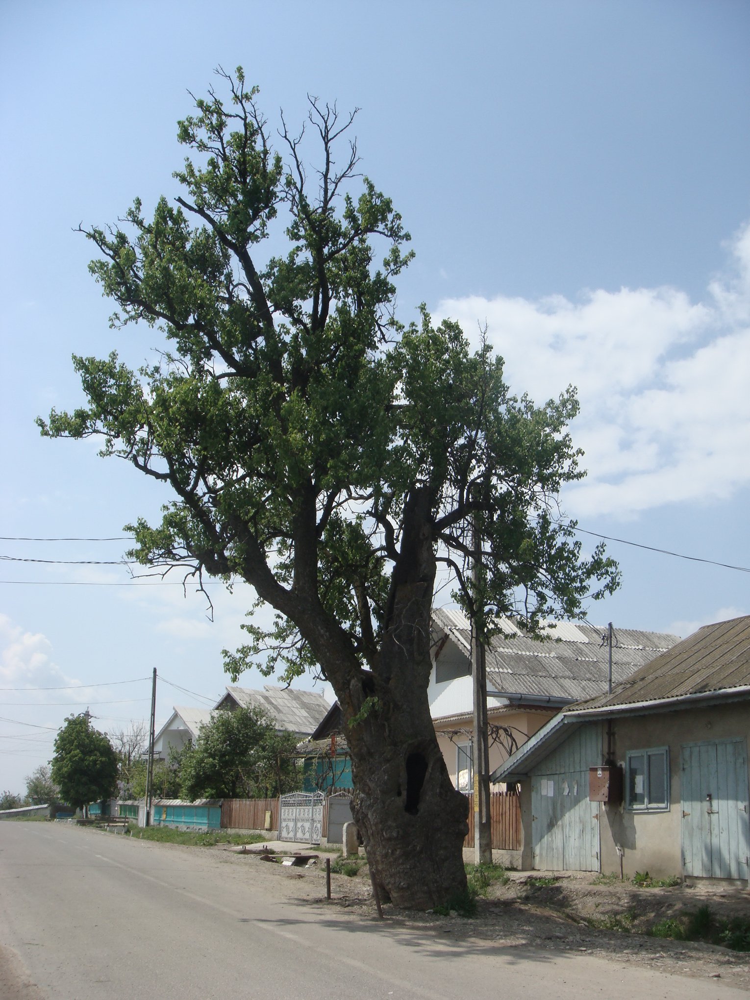 World's largest Sassafras tree world record in Owensboro, Kentucky