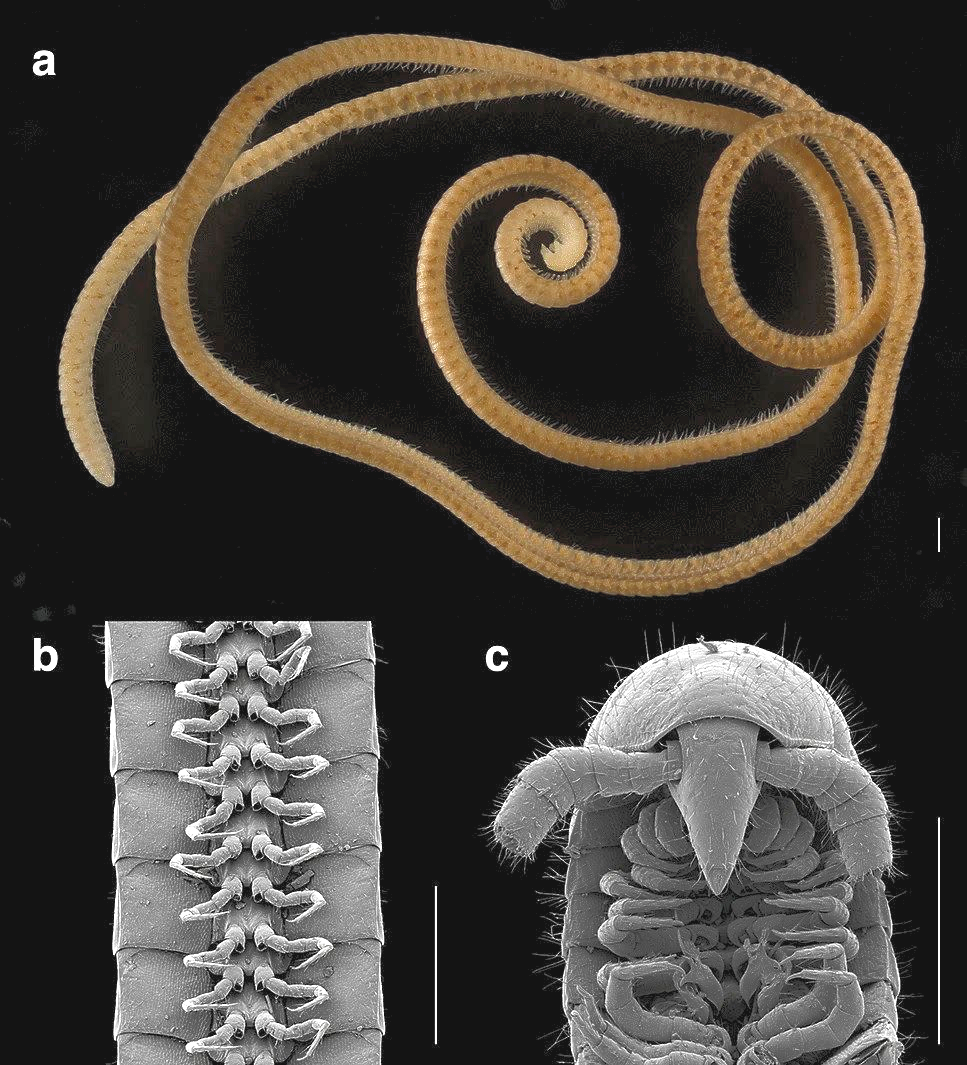 First true millipede: Eumillipes persephone sets world record