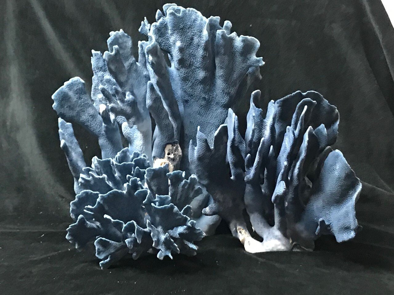 World’s Largest Shell Factory world record in Fort Myers, Florida