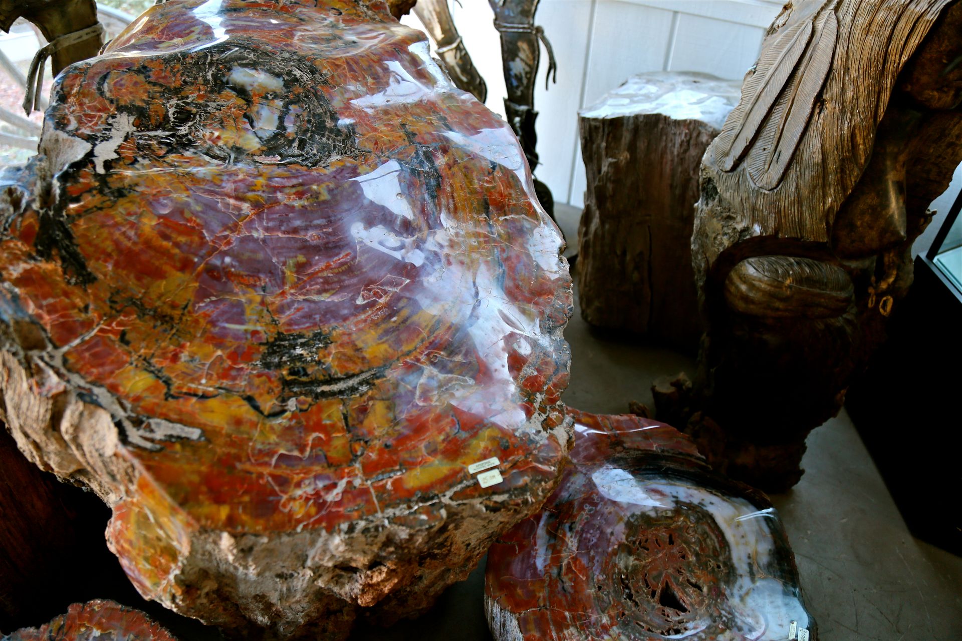 World's Largest Petrified Tree world record in Holbrook, Arizona