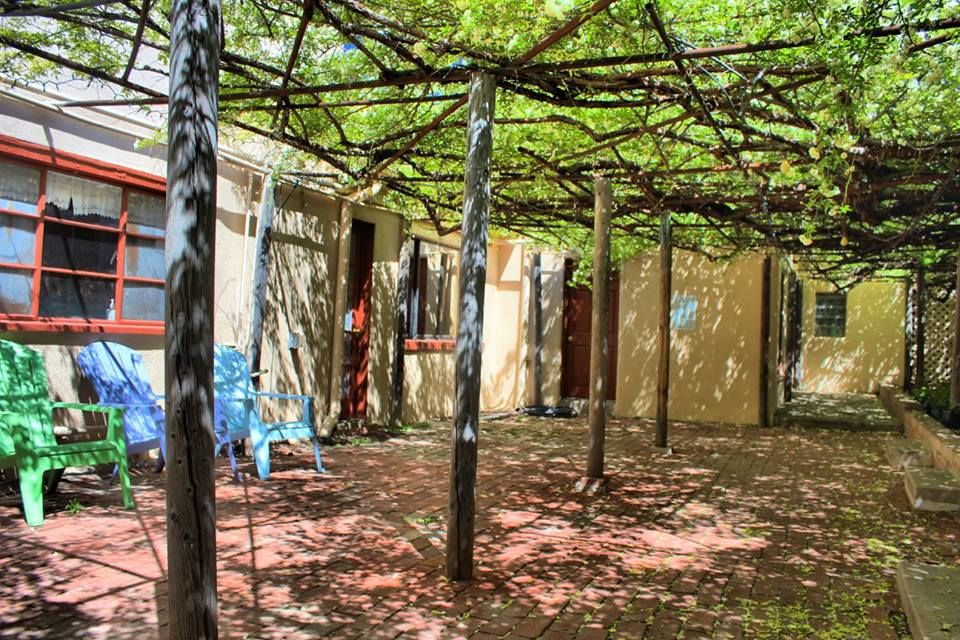 World’s Largest Rose Tree world record in Tombstone, Arizona