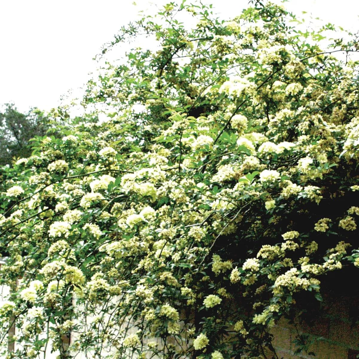 World’s Largest Rose Tree world record in Tombstone, Arizona