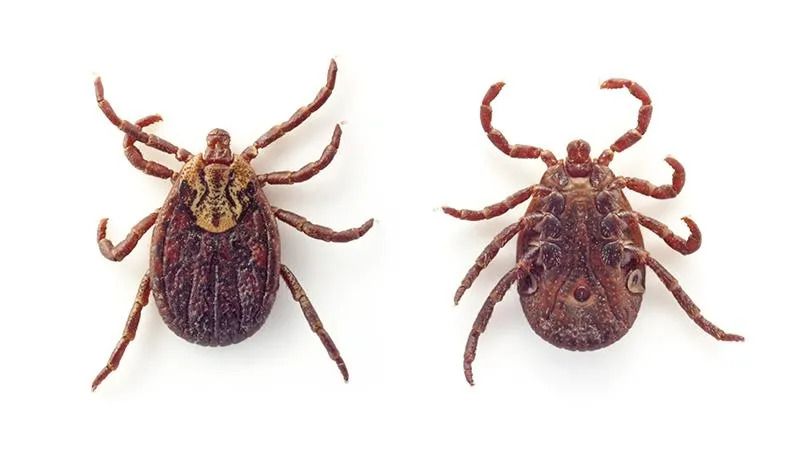 World's Largest Tick Collection: world record in Statesboro, Georgia