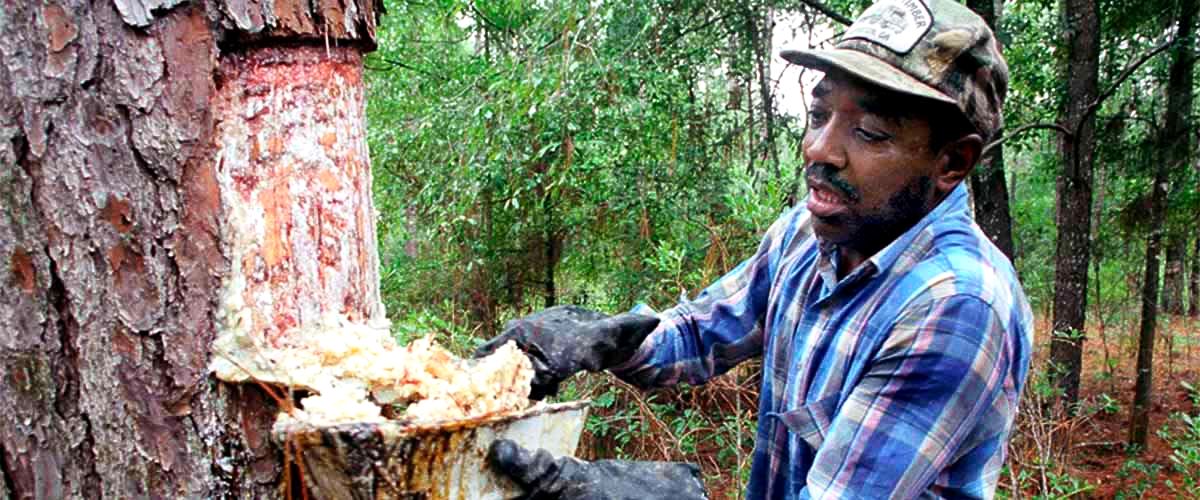 World's Largest Naval Stores Market: world record in Valdosta, Georgia