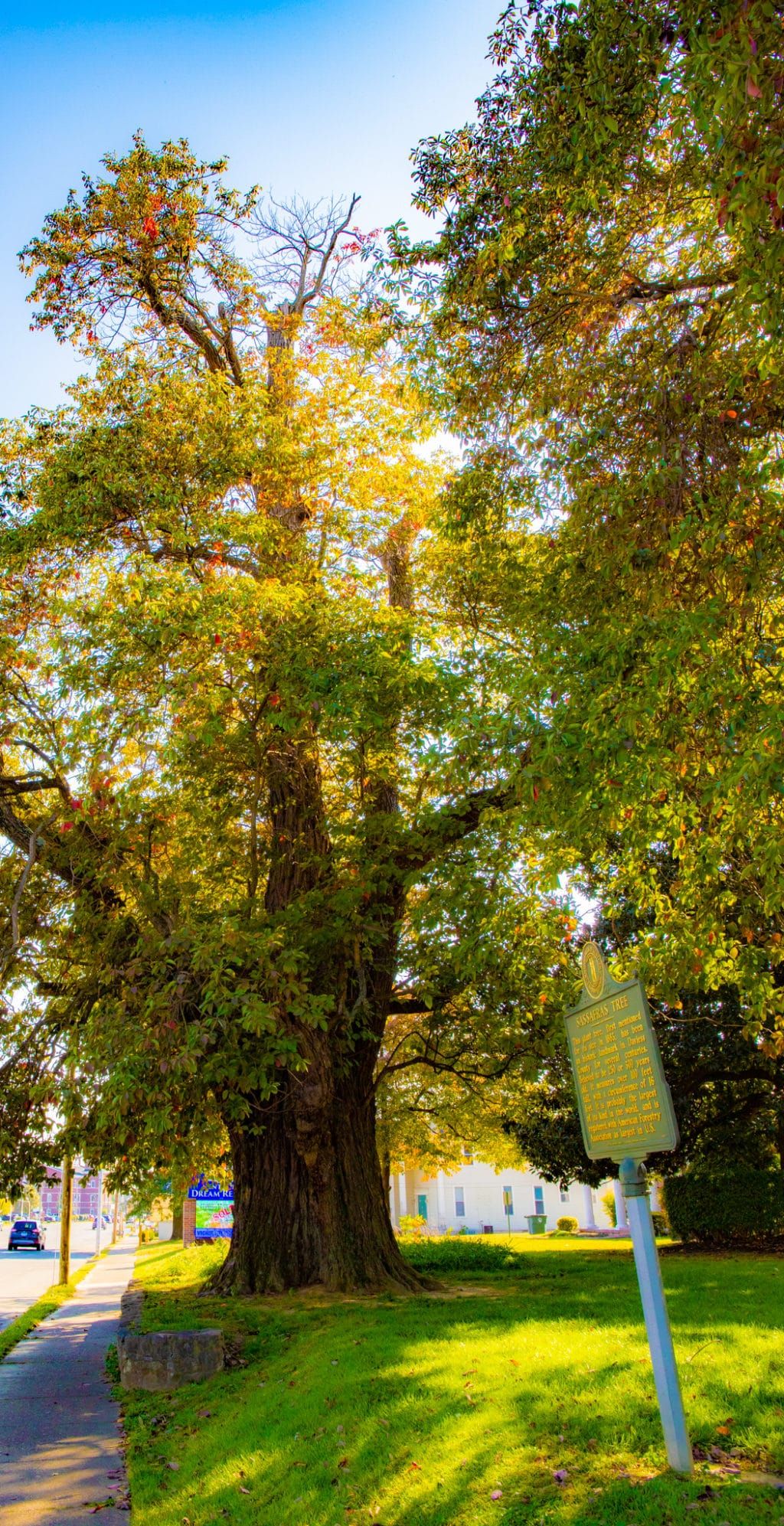 World's largest Sassafras tree world record in Owensboro, Kentucky