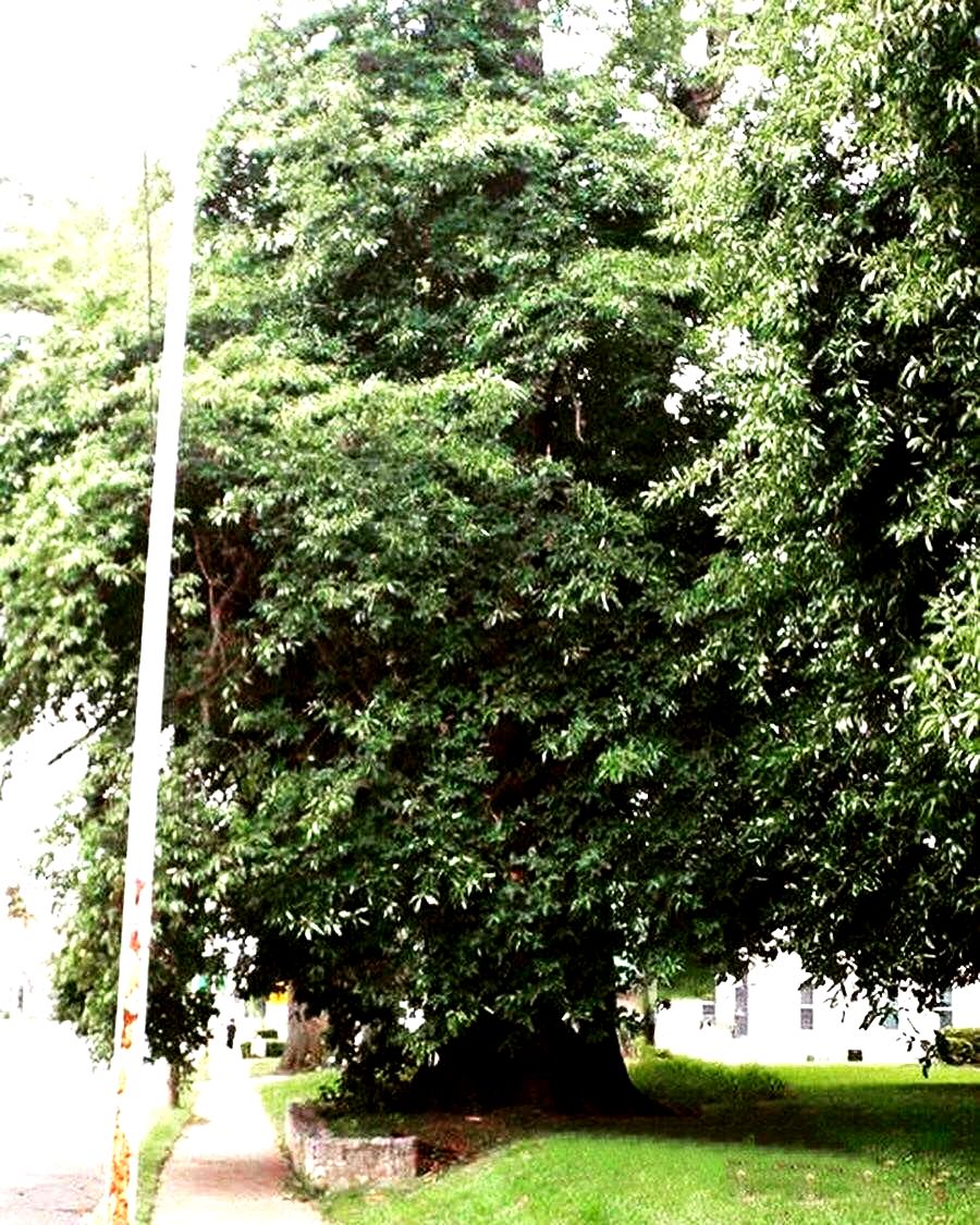 World's largest Sassafras tree world record in Owensboro, Kentucky