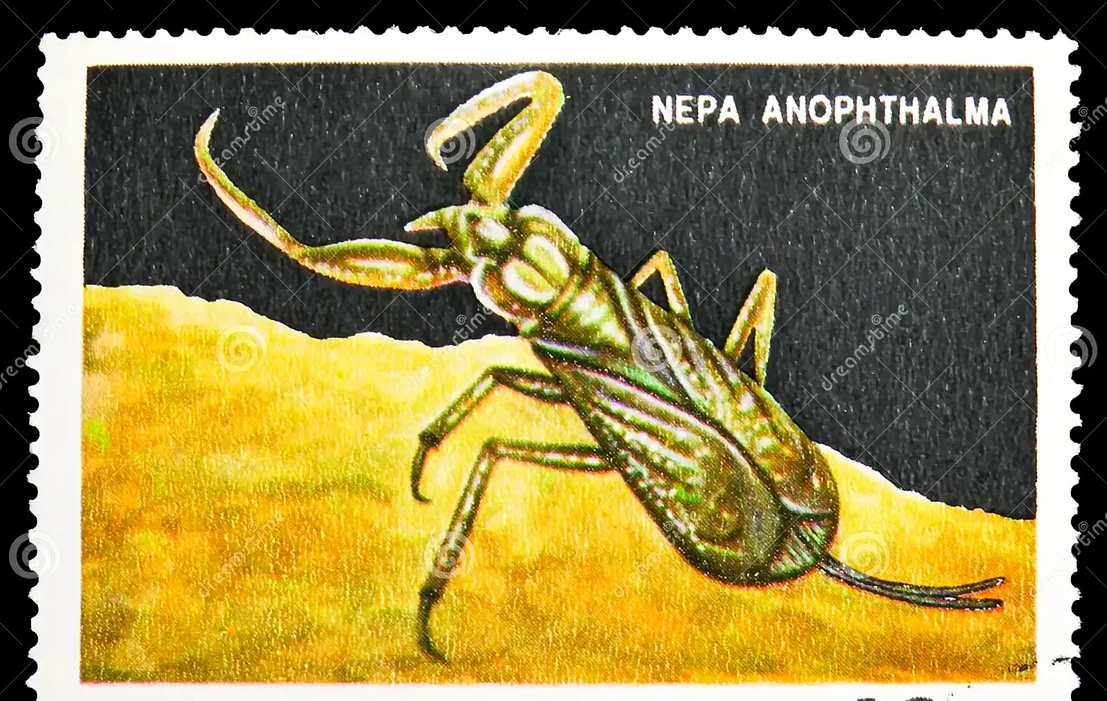 World's Only Known Cave-adapted Water Scorpion, Nepa anophthalma sets world record