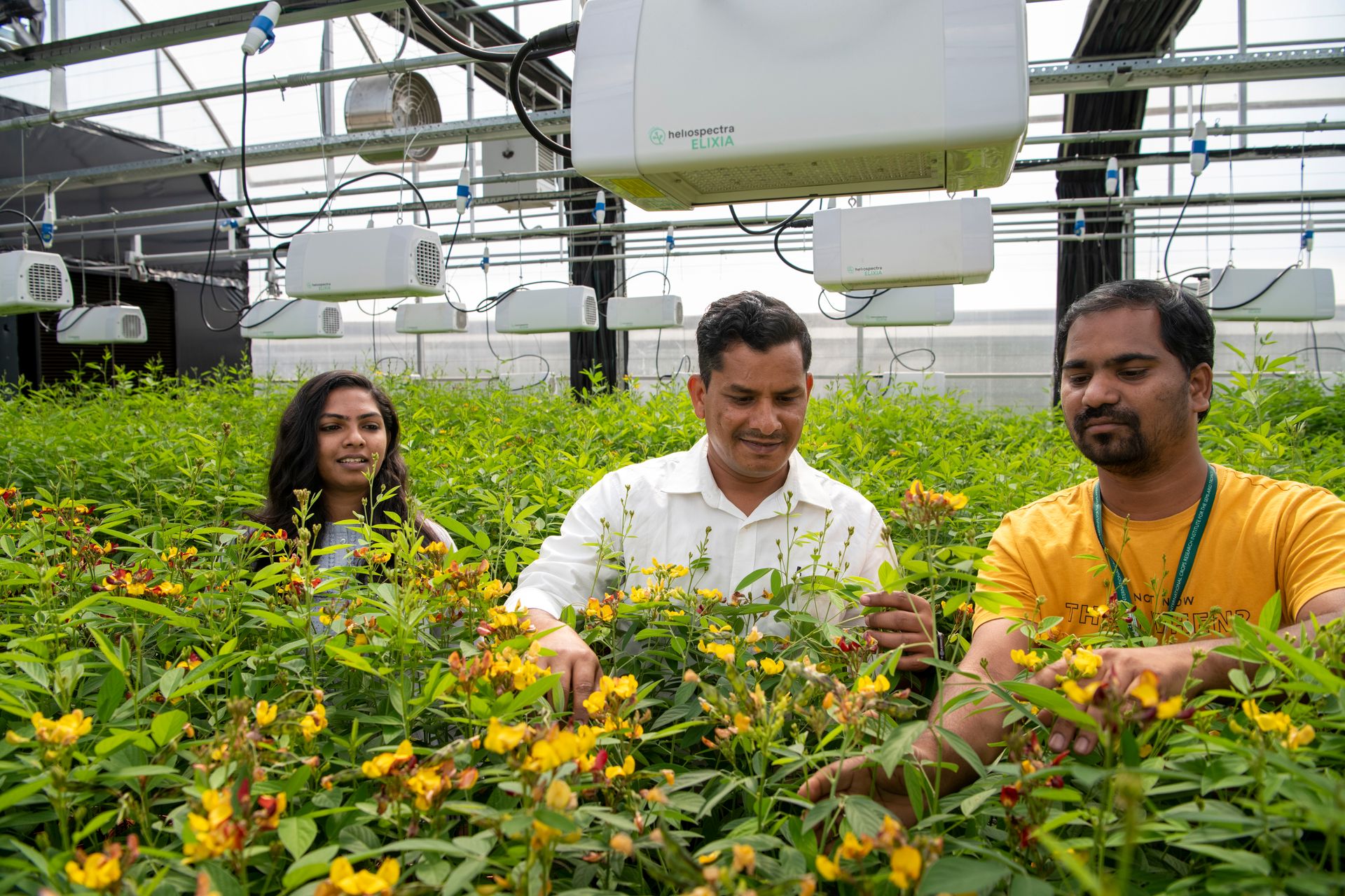 World’s First Heat-resilient Pigeon Pea, India sets world  record