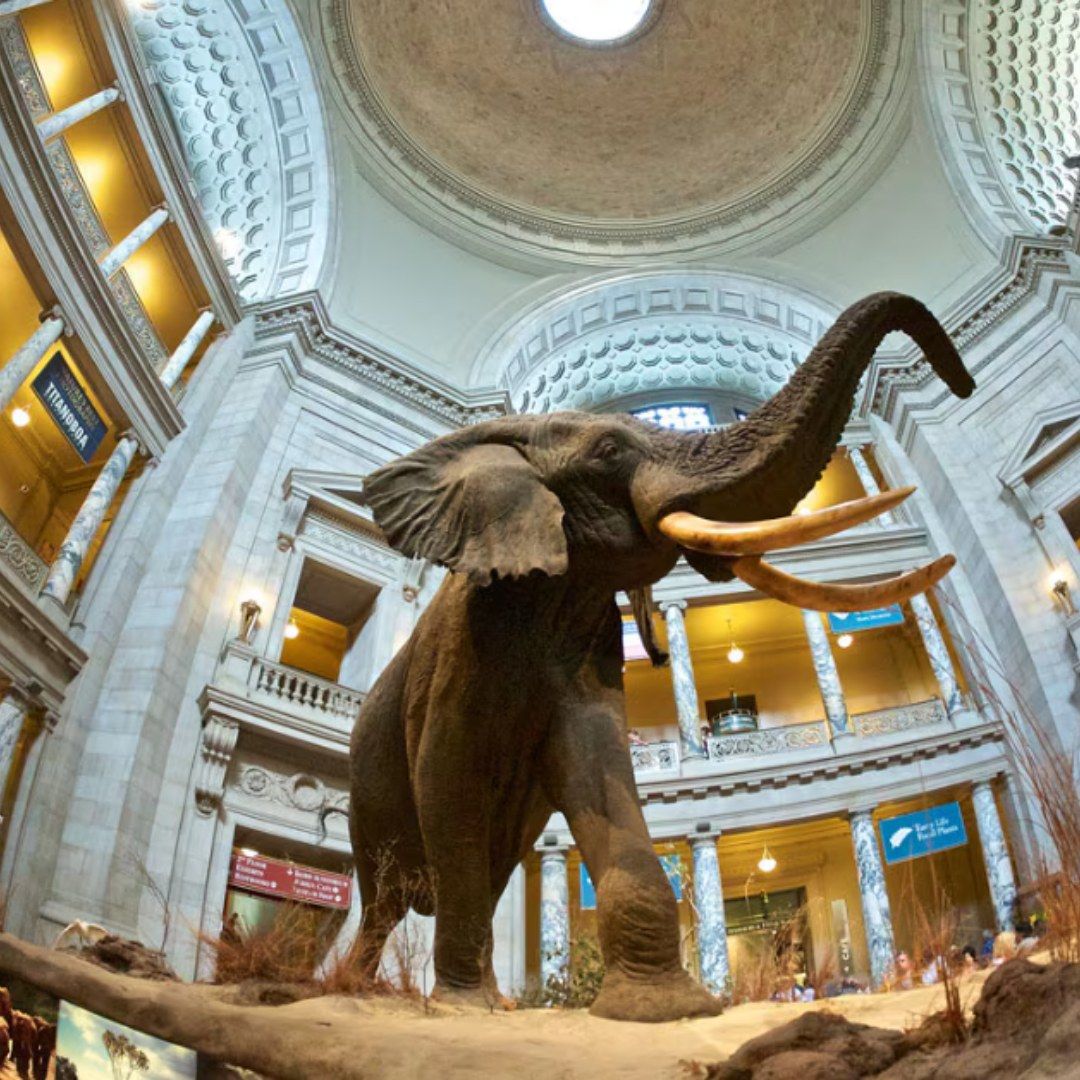 World’s Largest Museum Complex, world record set by The Smithsonian Institution