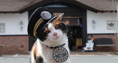 World's First Station Master Cat, world record set by Tama the Cat