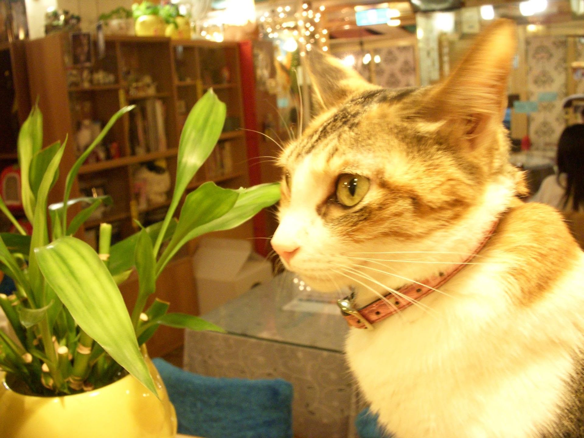 World's First Cat Cafe, world record set in Taipei, Taiwan
