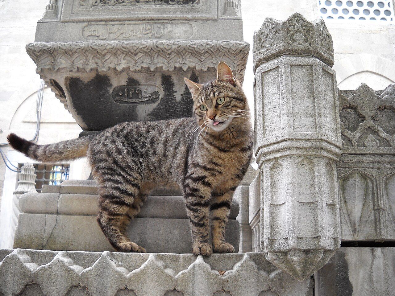 World's Largest Street Cats Population, world record set in Istanbul