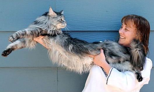 Longest Cat,  world record set by Stewie