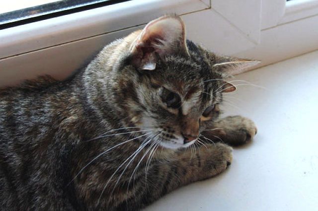 Most ears on a cat: Luntya The Cat sets world record (Video)