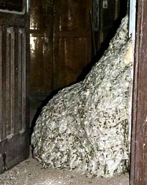 Largest wasps nest: 22-Foot Nest breaks Guinness world record 