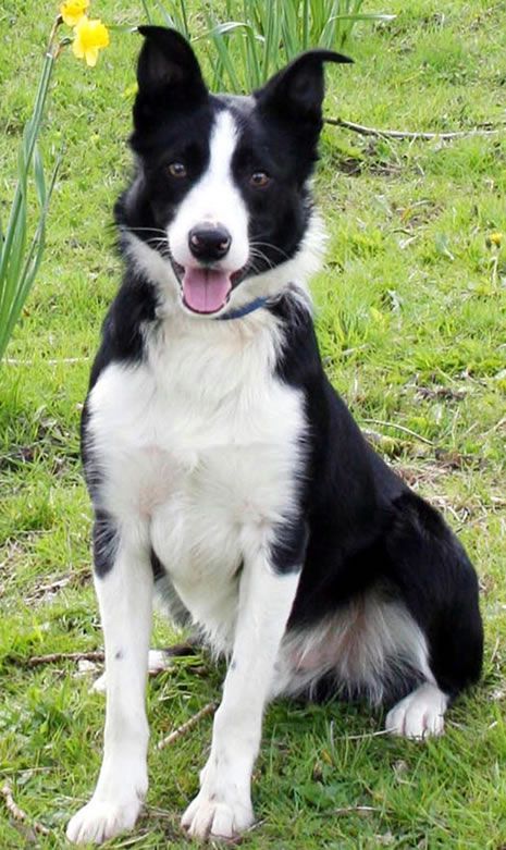  Most expensive sheepdog: Bob the sheepdog breaks Guinness world record
