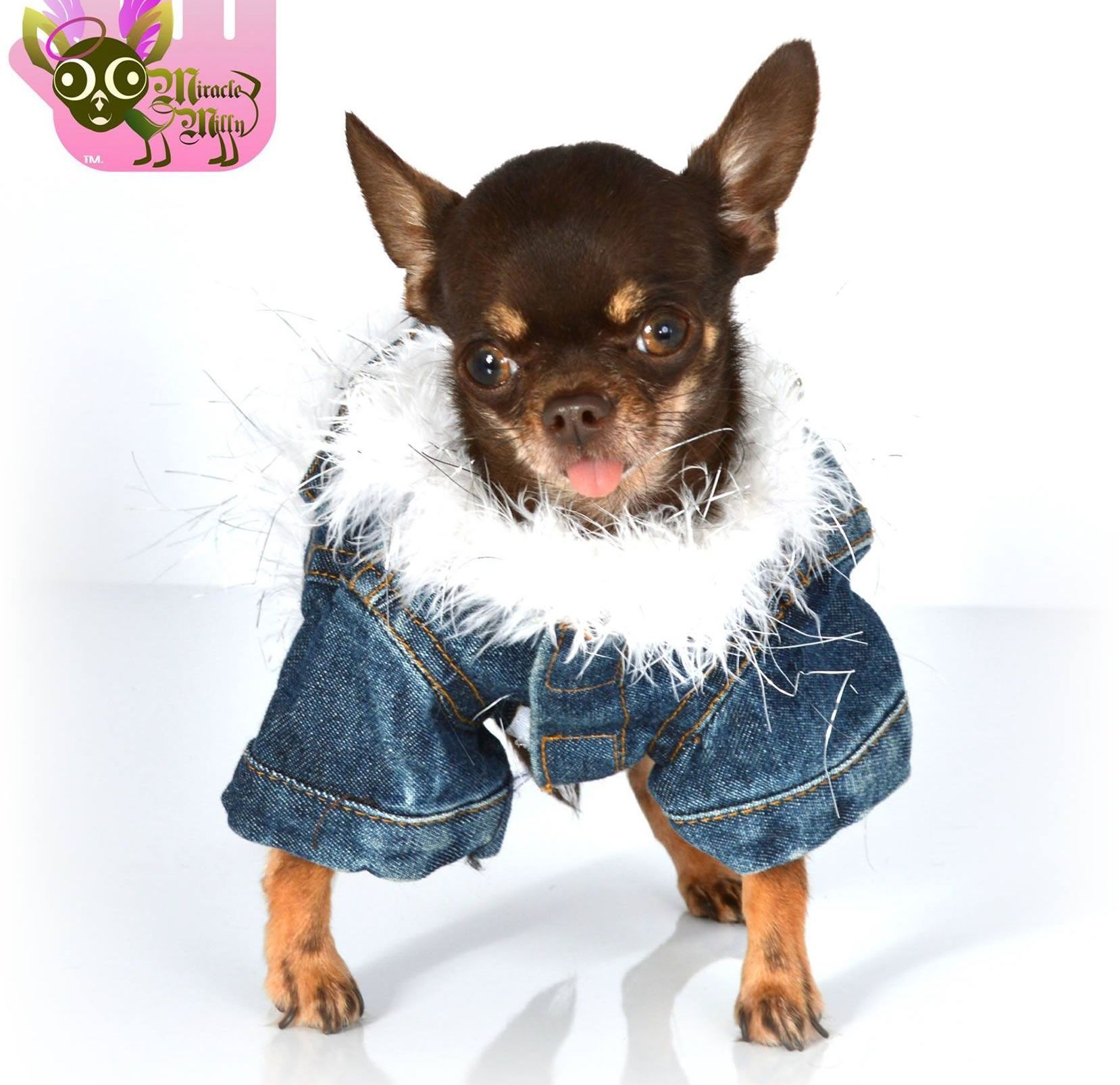 
 Smallest Living Dog: 'Miracle Milly' broke Guinness world record (VIDEO) 