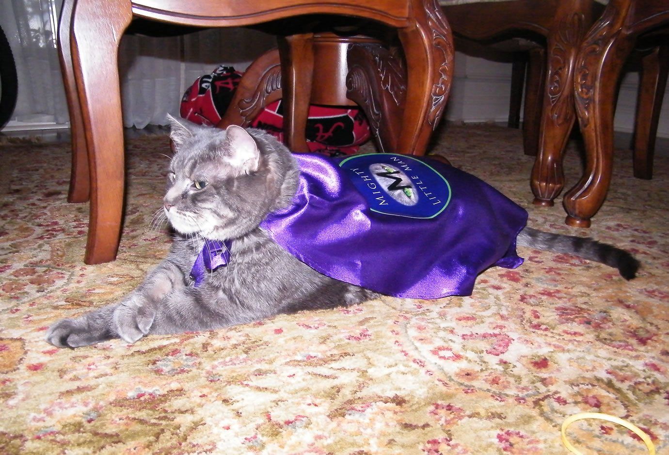 Most Survivable Cat: 'Little Man' sets world record (VIDEO) 