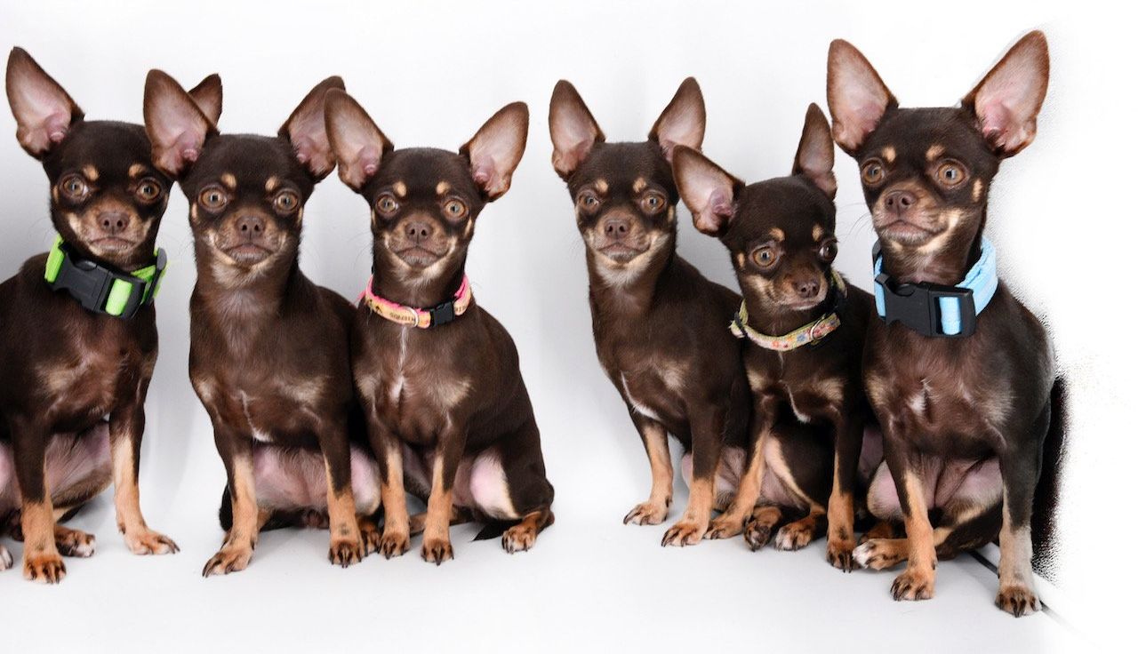 Most Cloned Dog: world record set by Miracle Milly Most Cloned Dog: world record set by Miracle Milly