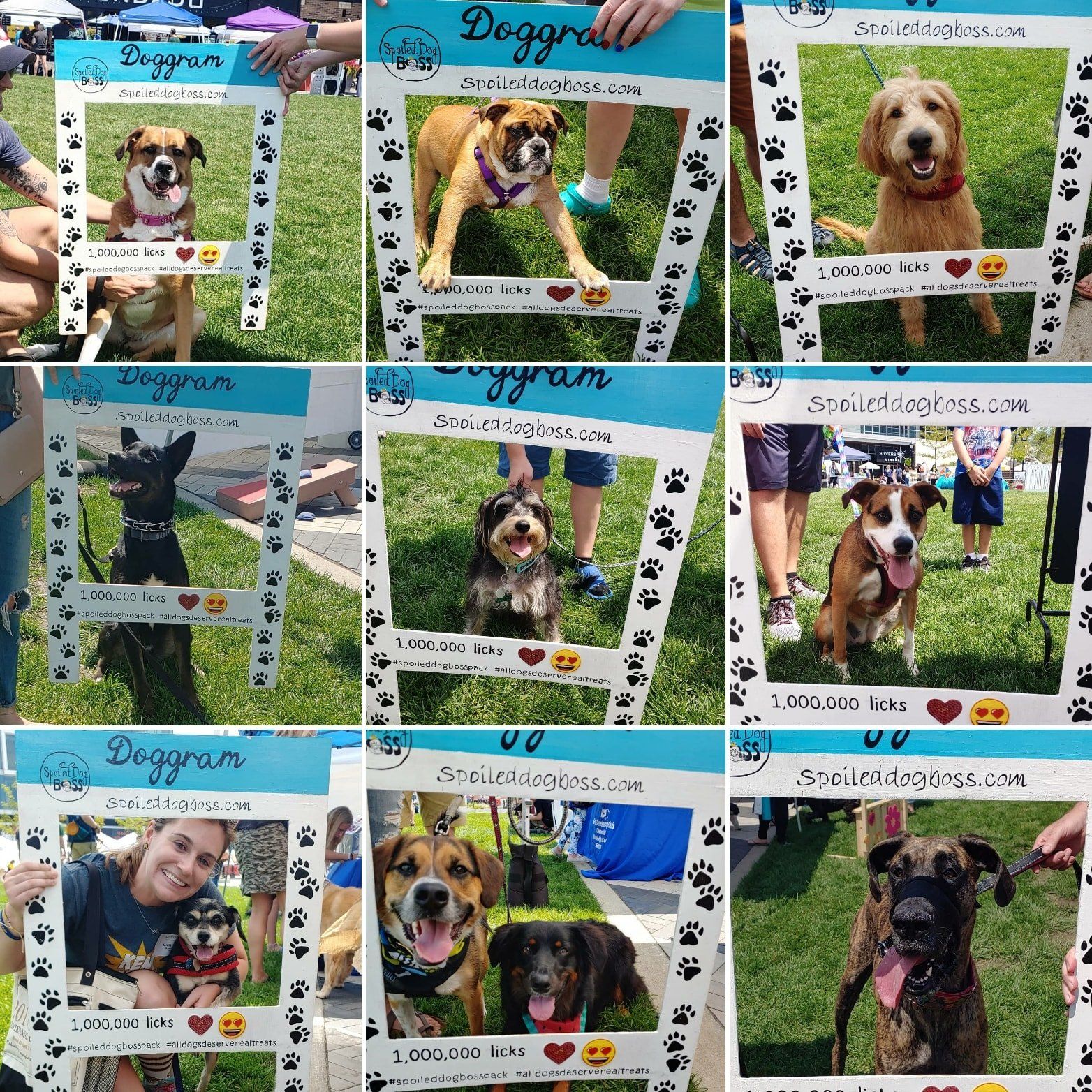 Largest dog photo shoot: PAWSitively Pinecrest
