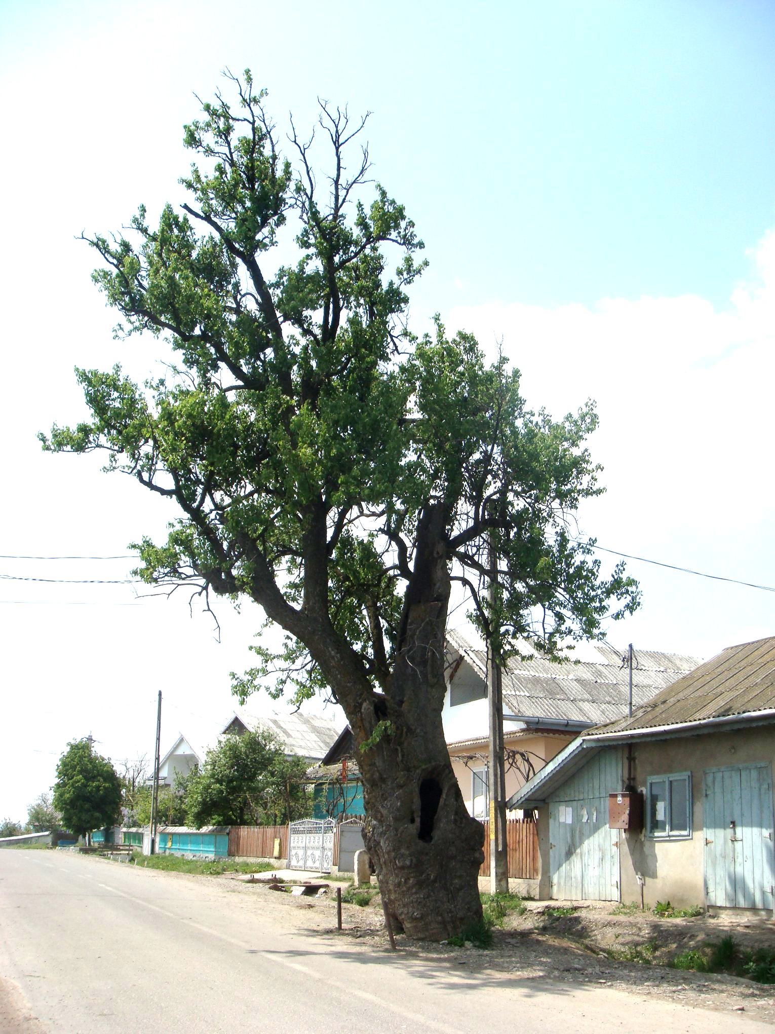 Oldest living cultivated fruit tree: world record set by Sticea's Pair Tree