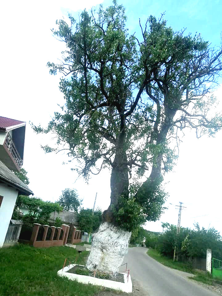 Oldest living cultivated fruit tree: world record set by Sticea's Pair Tree Oldest living cultivated fruit tree: world record set by Sticea's Pair Tree