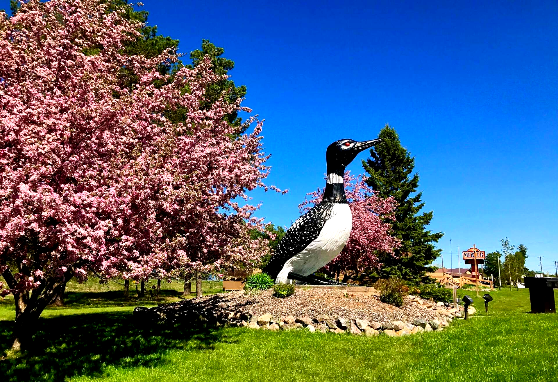 
World's Largest Talking Loon: world record set in Mercer, Wisconsin