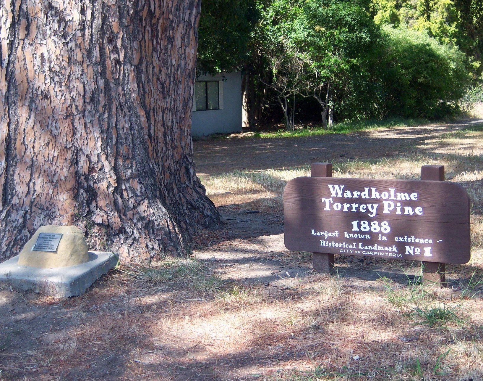 World's Largest Torrey Pine: world record set in Carpinteria, California