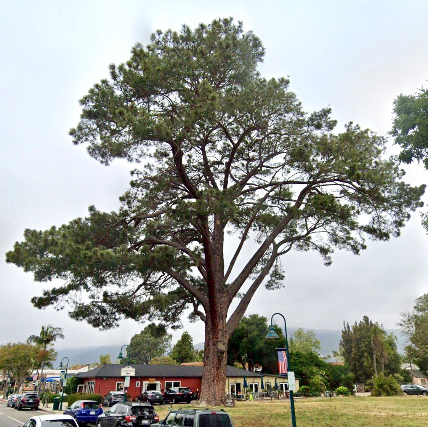 World's Largest Torrey Pine: world record set in Carpinteria, California
