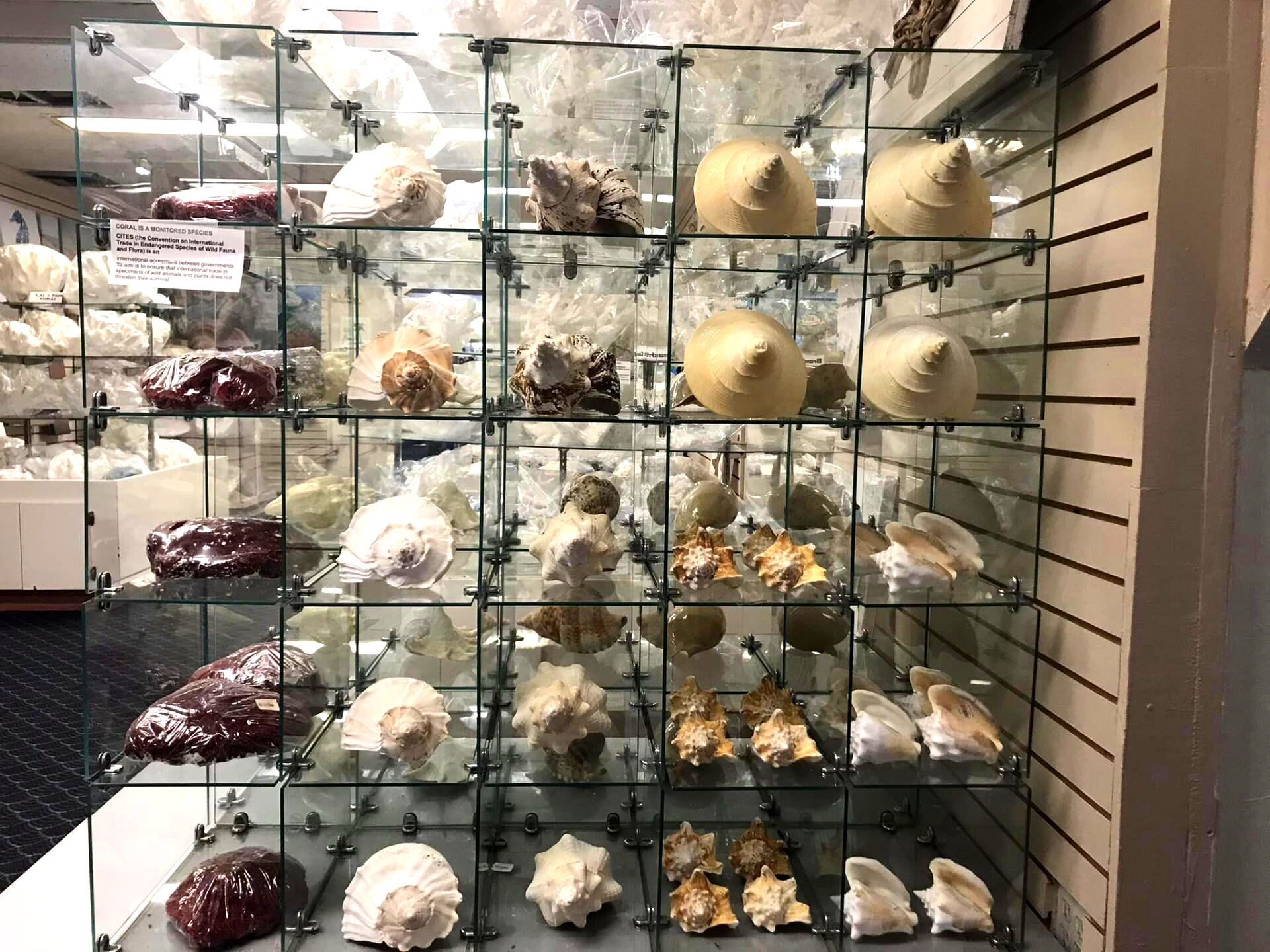 World’s Largest Shell Factory: world record in Fort Myers, Florida