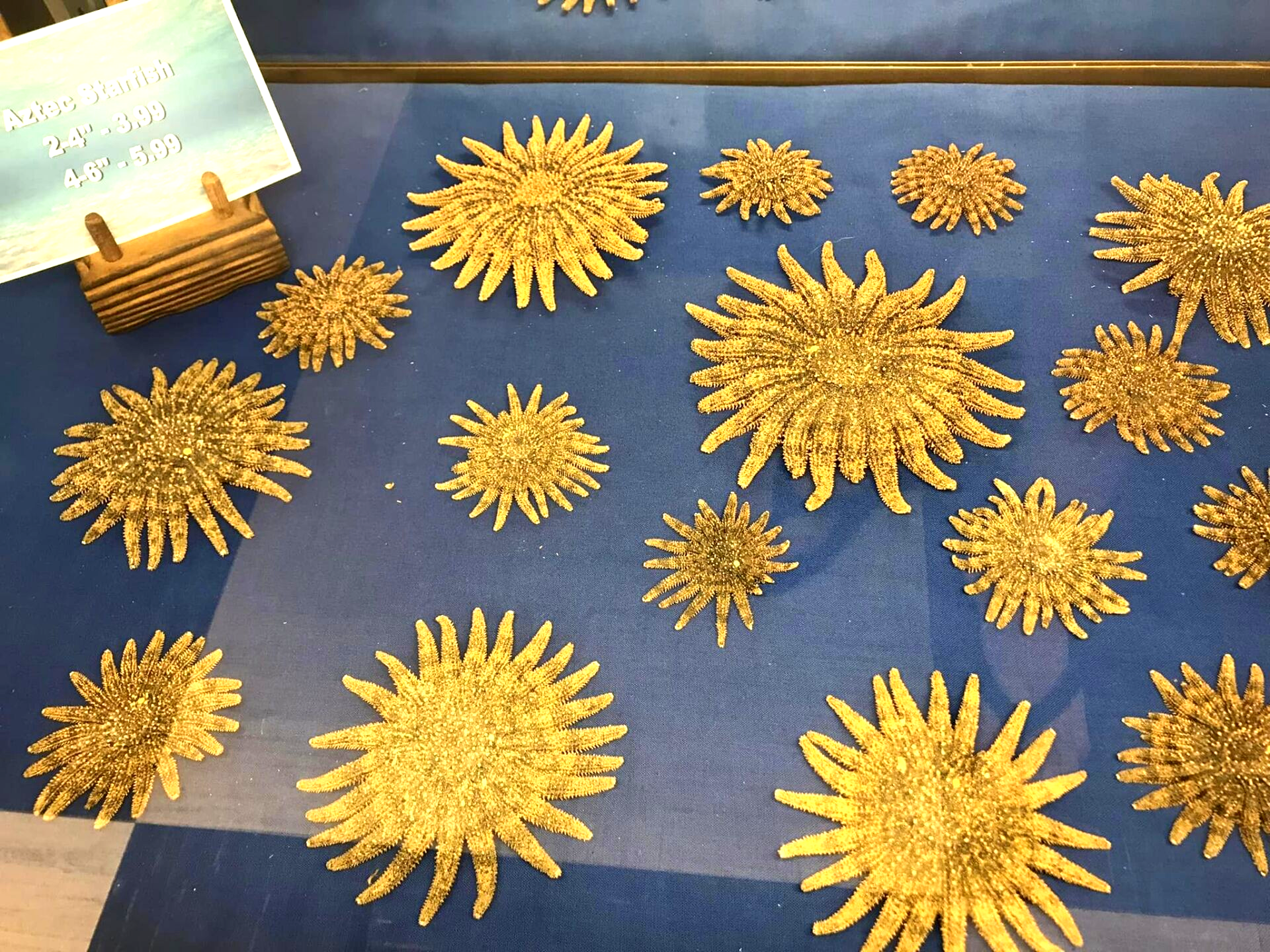World’s Largest Shell Factory: world record in Fort Myers, Florida