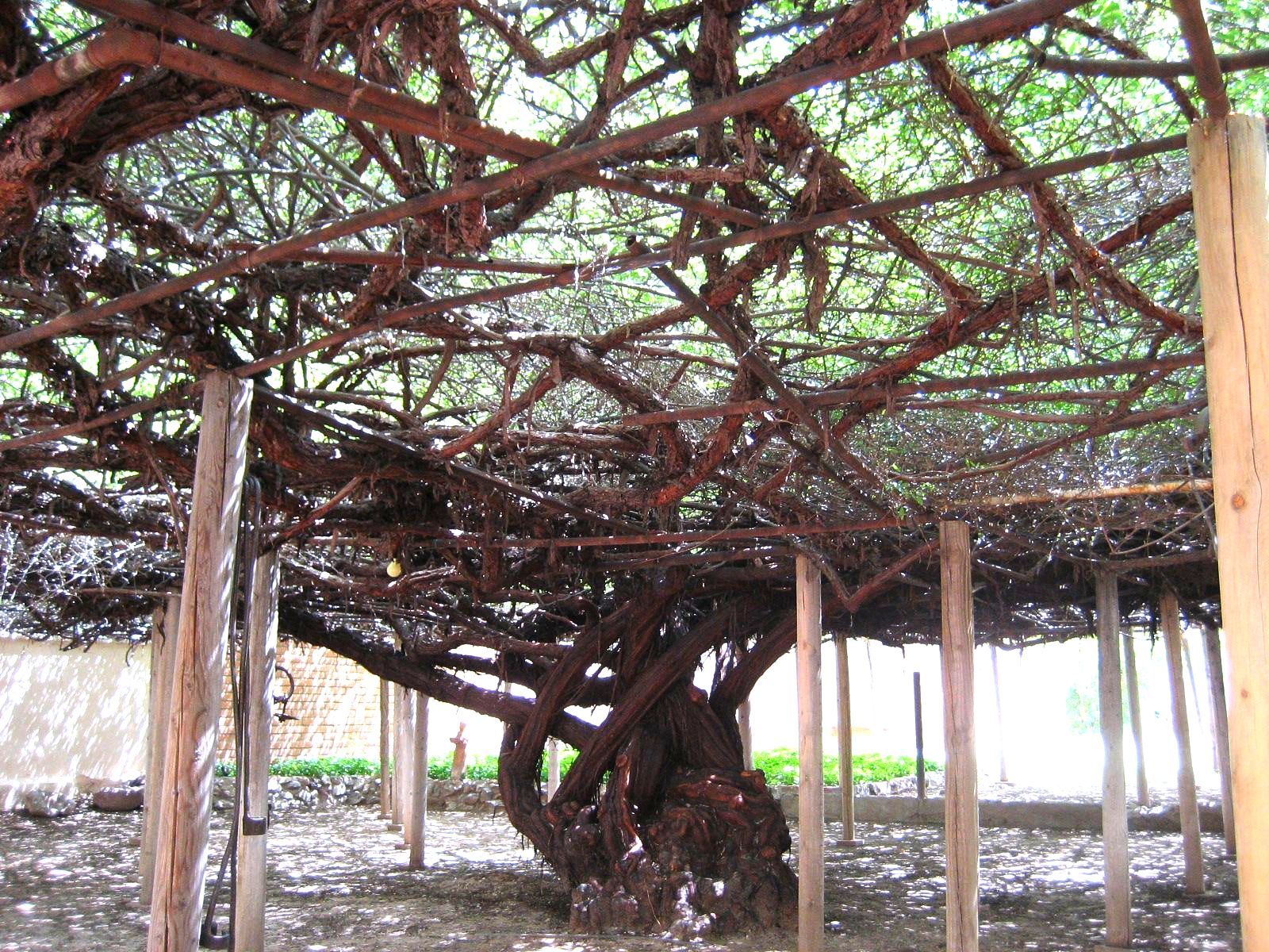 World’s Largest Rose Tree: world record in Tombstone, Arizona World’s Largest Rose Tree: world record in Tombstone, Arizona