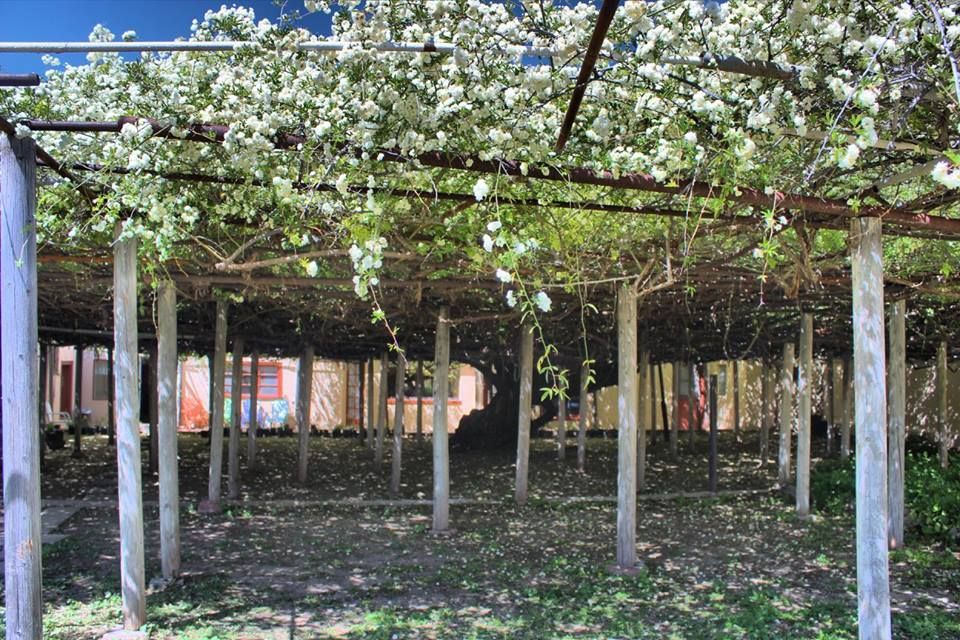 World’s Largest Rose Tree: world record in Tombstone, Arizona World’s Largest Rose Tree: world record in Tombstone, Arizona
