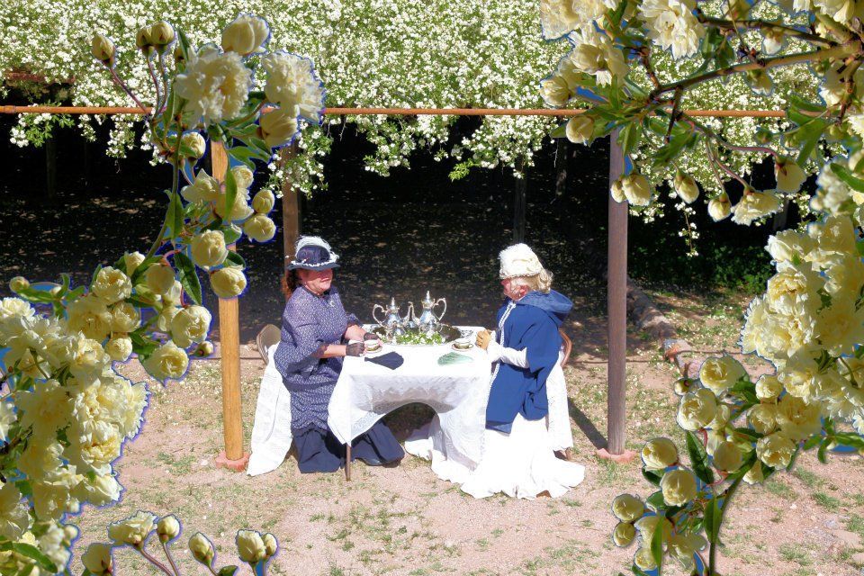 World’s Largest Rose Tree: world record in Tombstone, Arizona World’s Largest Rose Tree: world record in Tombstone, Arizona